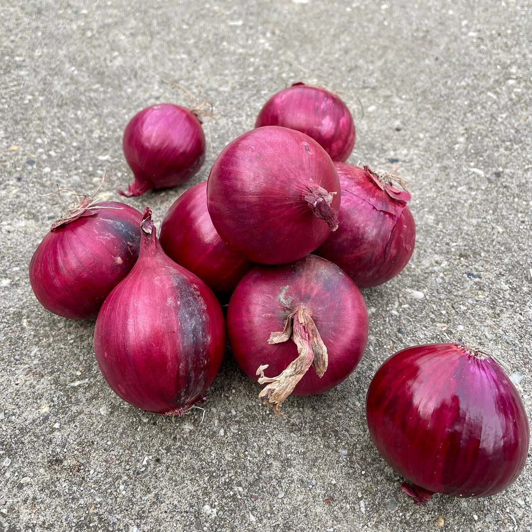 Red Onions, NL *