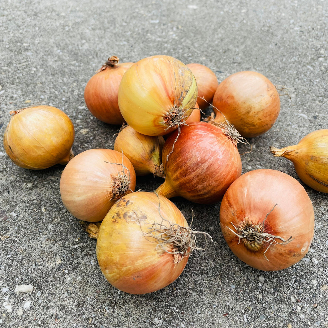 Yellow Onions, NL *