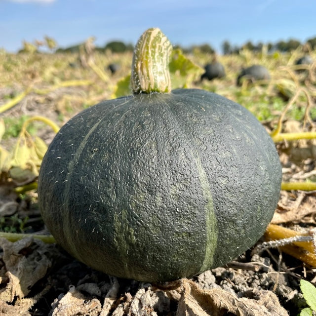 Hokkaido Pumpkin Sweet Mamma, Dark Green, Nutty-Like Sweet, NL *